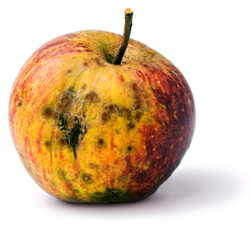 You wouldn't eat an old, moldy apple. Make sure your website is up to date.