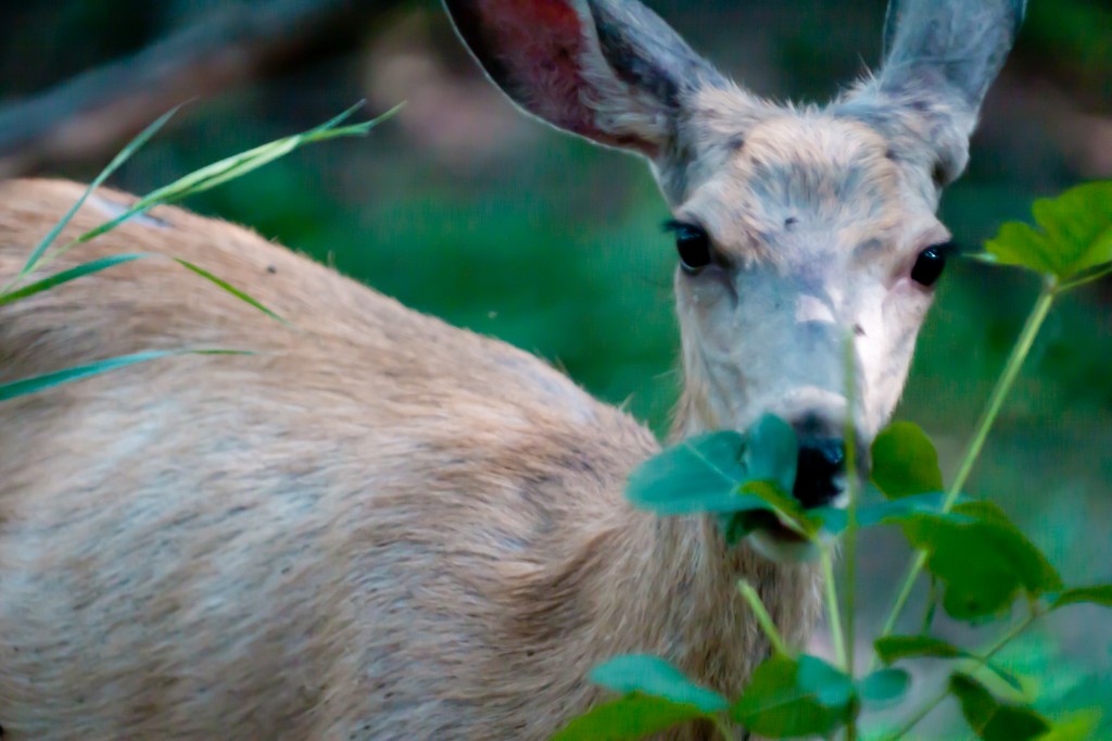 Deer Eating Poison Ivy