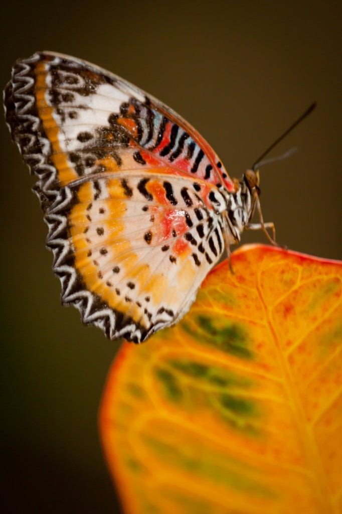 White and Orange Butterfly by Jeff Finkelstein