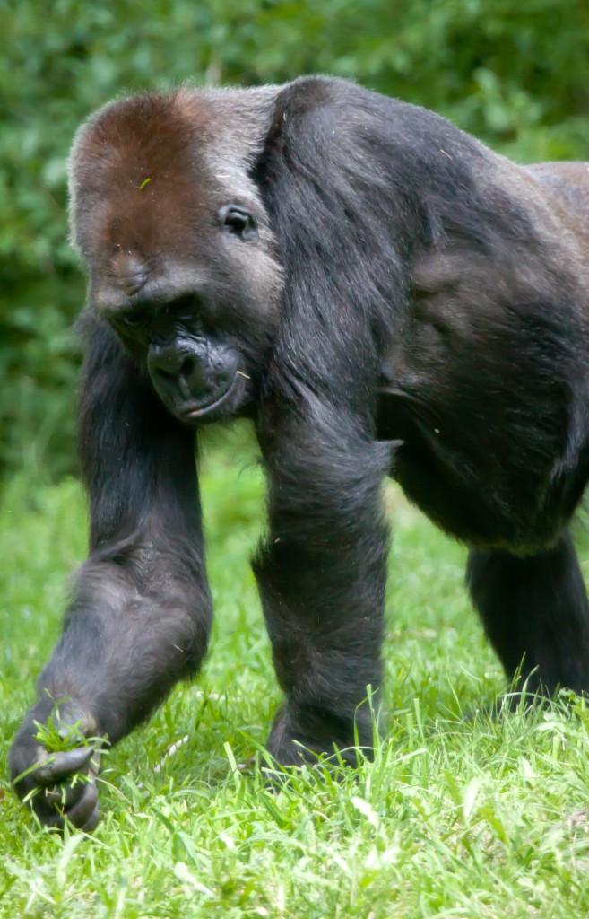 Gorilla eating grass