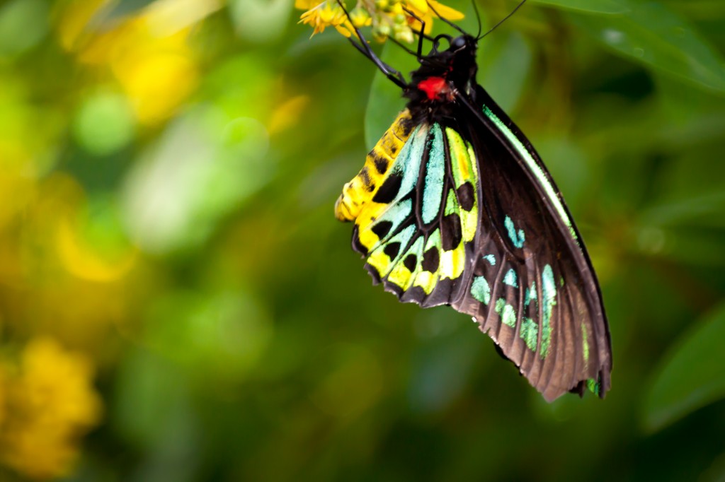 Yellow, Black and White Butterfly on Green Blurred Background