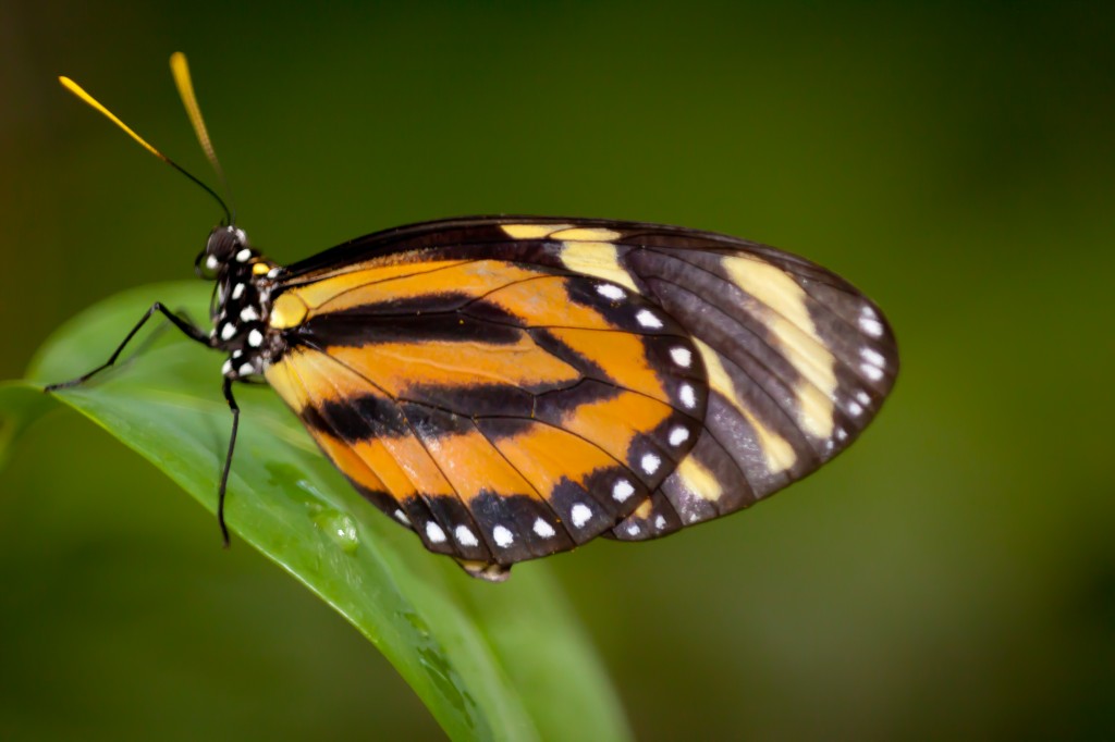 Orange, Black and White Butterfly on Green Background