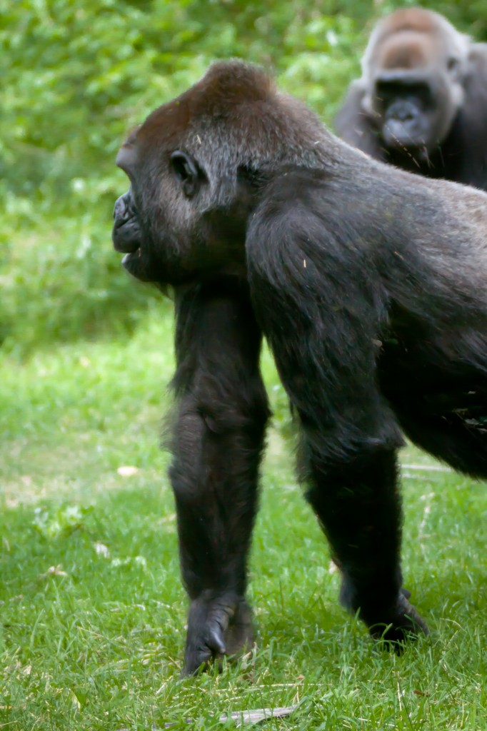 Gorillas at the Denver Zoo