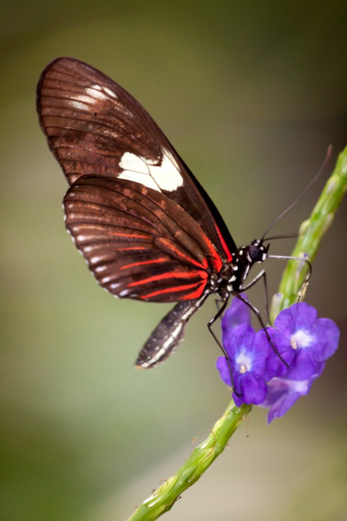Orange, Black and White Butterfly on Purple Flower