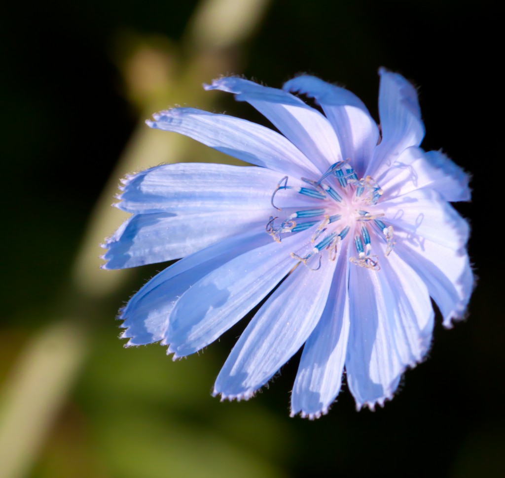 Blue Flower - Side Shot - Macro Lens
