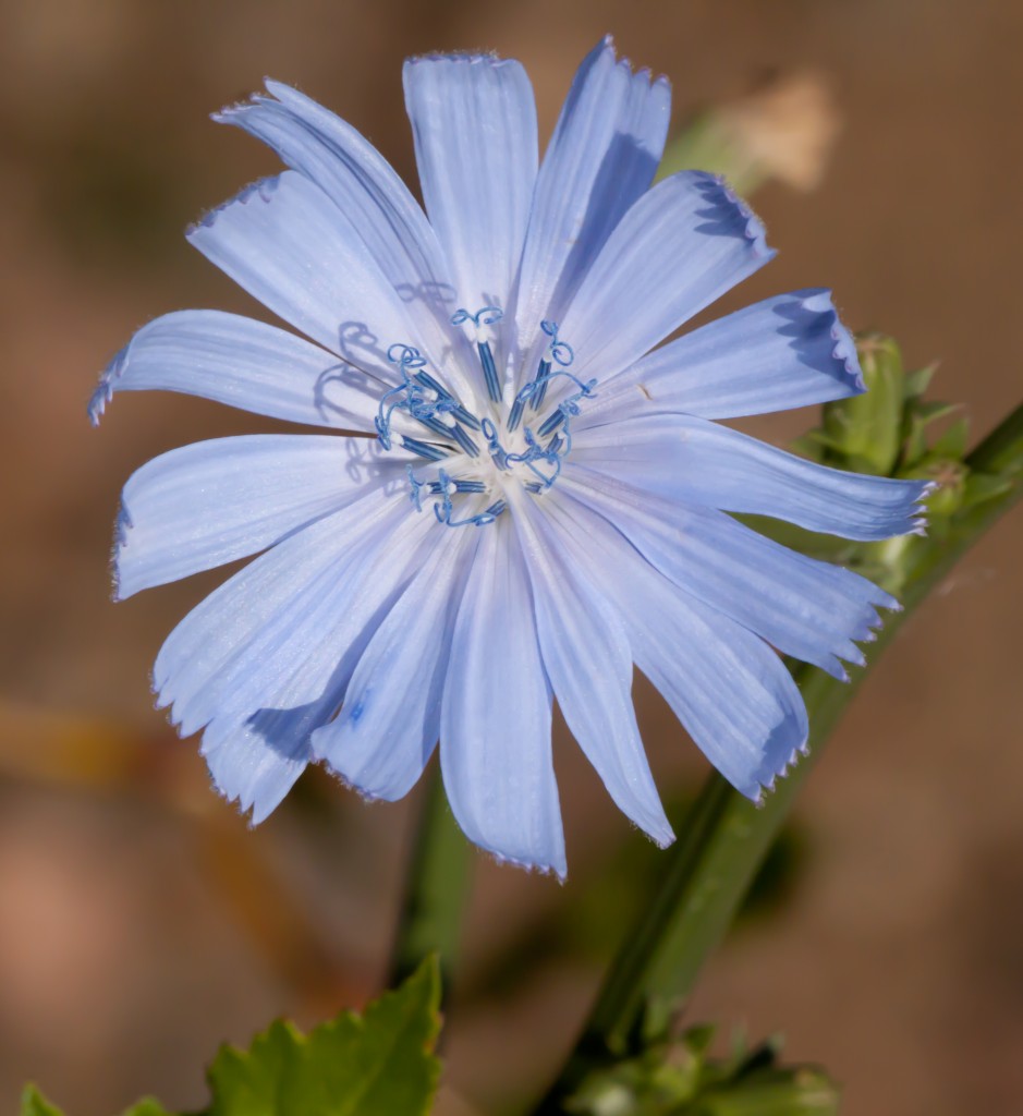 Blue Flower in Boulder, Colorado