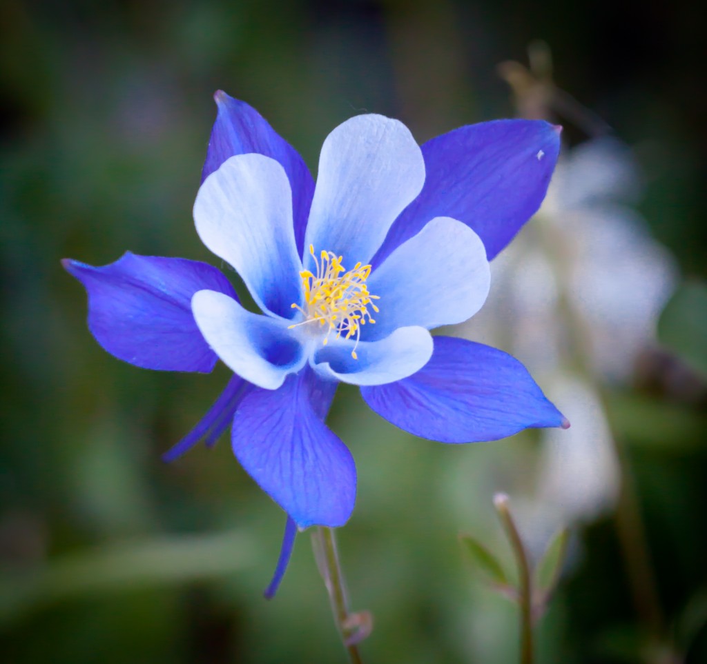 Blue Columbine Flower - State Flower of Colorado