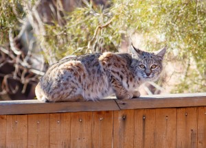 Bobcat in Boulder, Colorado